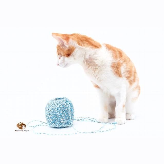 Photo of Stevie & Isaac 