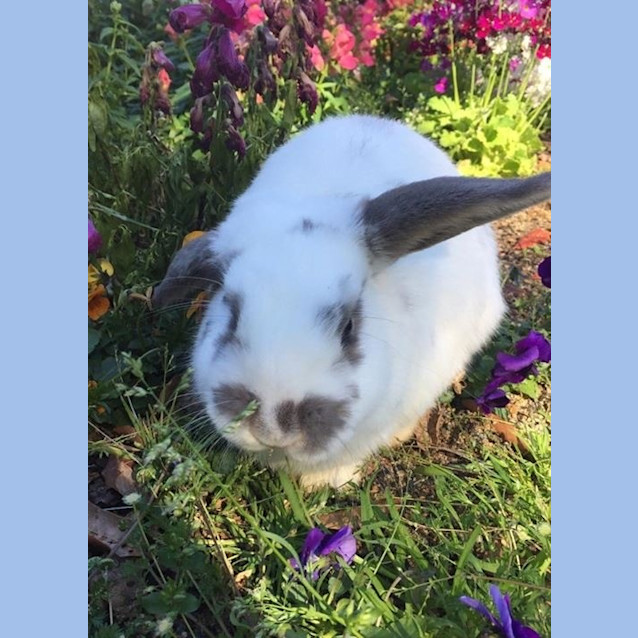 Photo of Buttons *•Adopt Me•*
