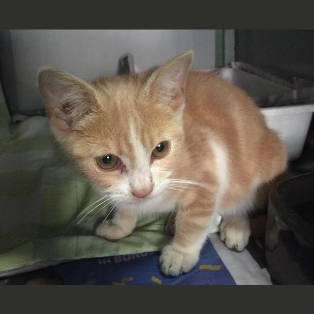 Photo of Pumpkin