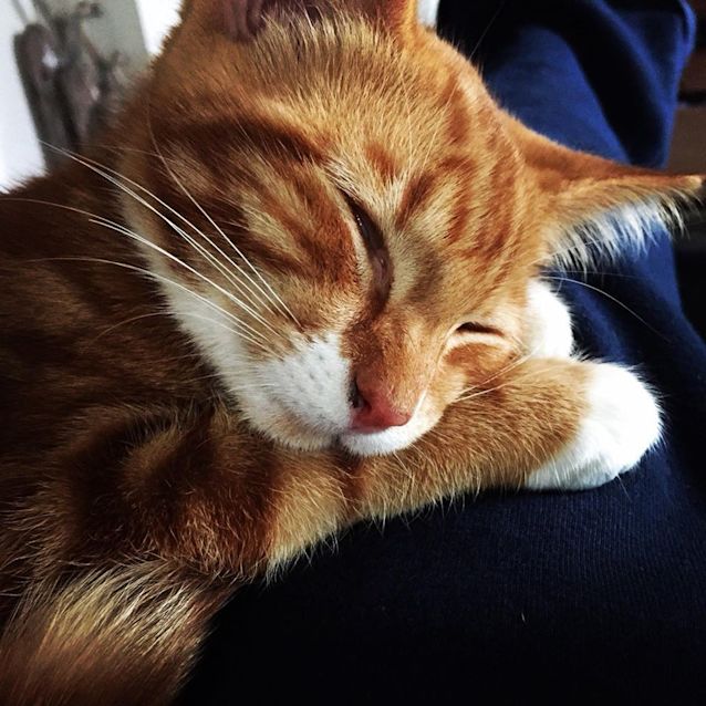 Photo of Marvin