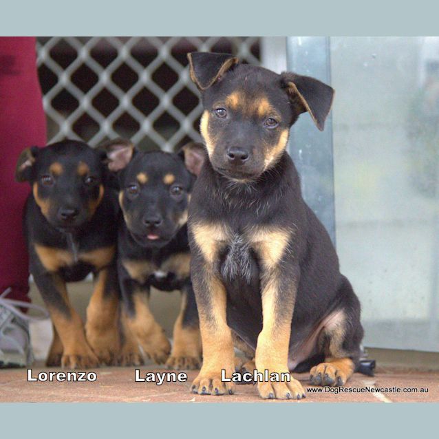 Photo of Lorenzo ~ Kelpie X Puppy, Male(trial 9/4/16)