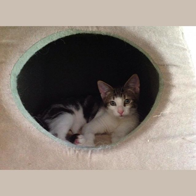 Photo of Mc Gee (Adoption Fee Reduced)