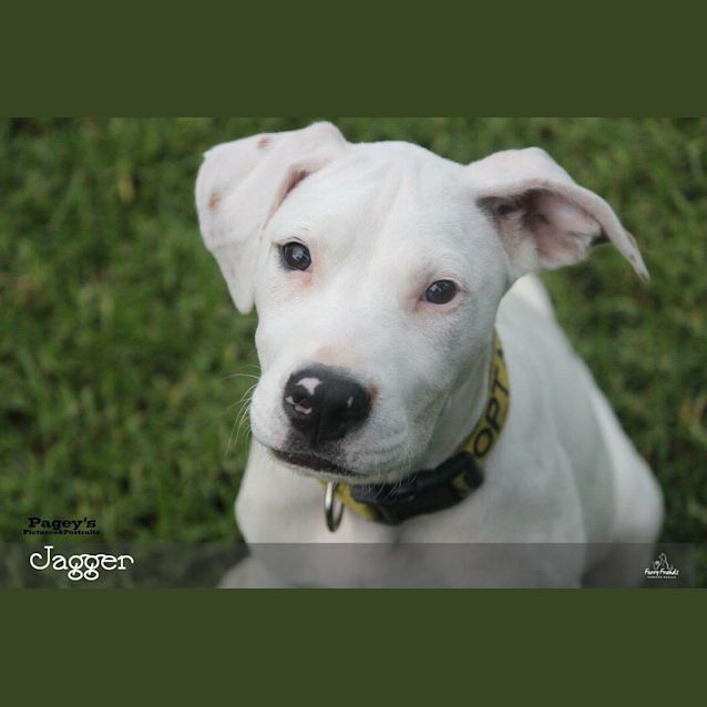 Photo of Jagger *•🐶Adopt Me🐶•*