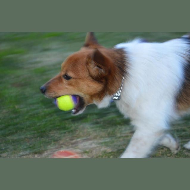 Photo of Freddie ~ Pomeranian X Jack Russell  (20/09/16)