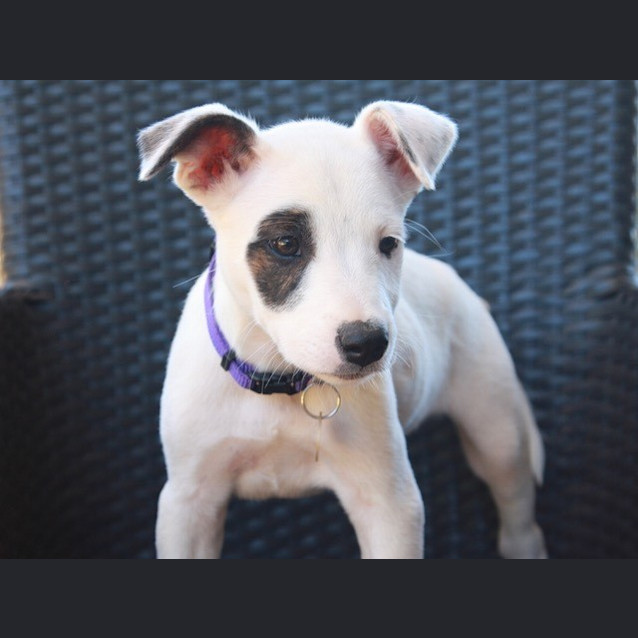 Photo of Chanel (D3412)