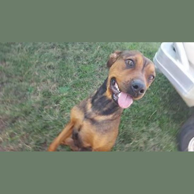 Photo of Carla (At Rspca Big Adopt Day Sept 17 Brisbane)