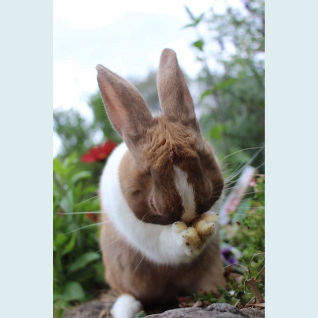Photo of Rupert *•I'm Looking For My Furever Family•*