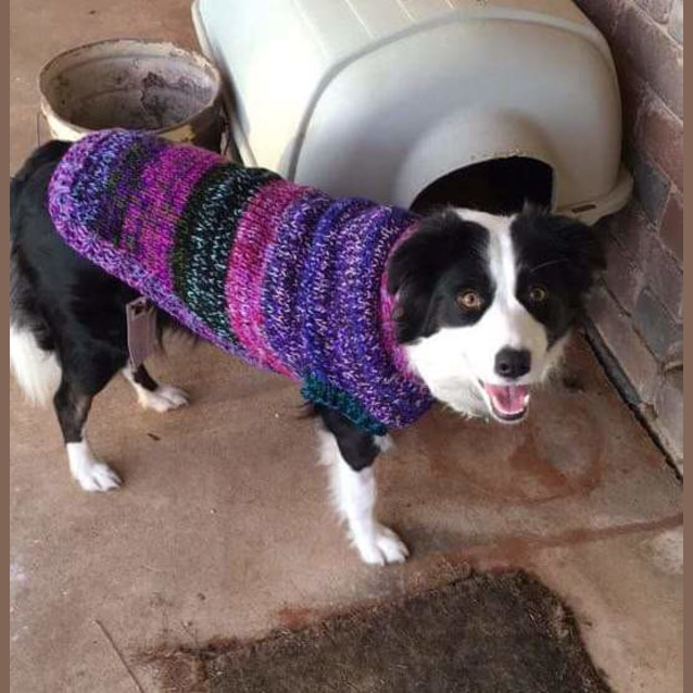 Photo of Molly *On Trial In Her New Home*