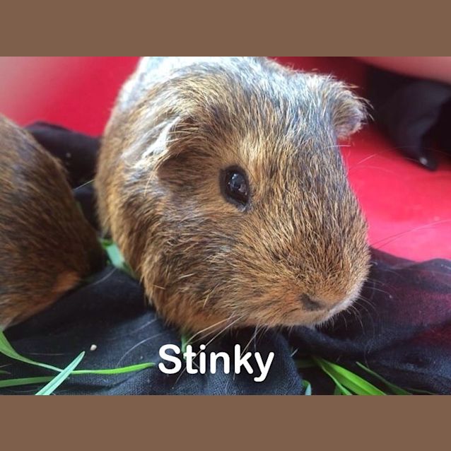 Photo of Stinky