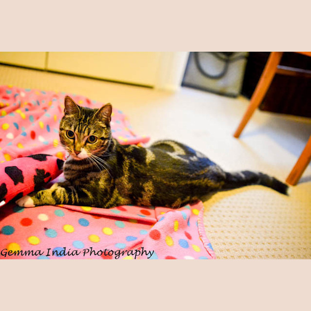 Photo of Lovebug Abigail