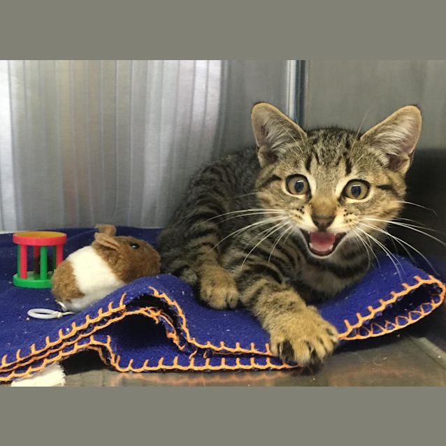 Photo of Oliver