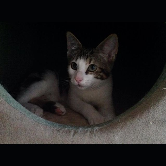 Photo of Mc Gee (Adoption Fee Reduced)