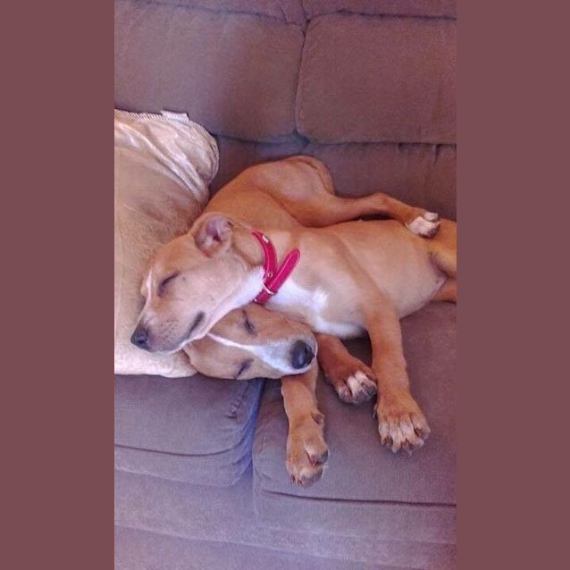 Photo of Eevee And Gracie