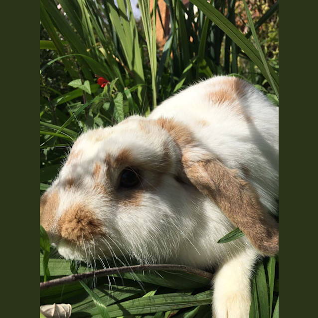 Photo of Peaches *•Adopt Me•*