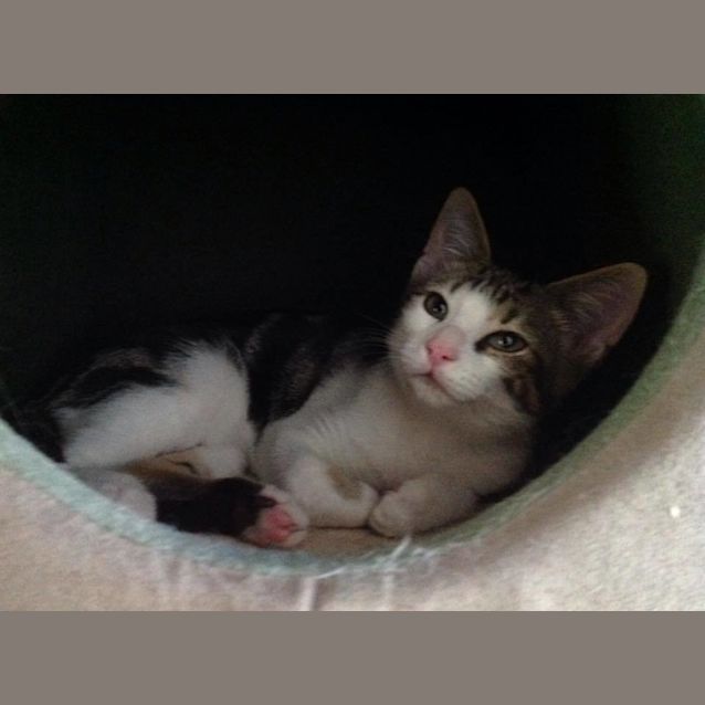 Photo of Mc Gee (Adoption Fee Reduced)