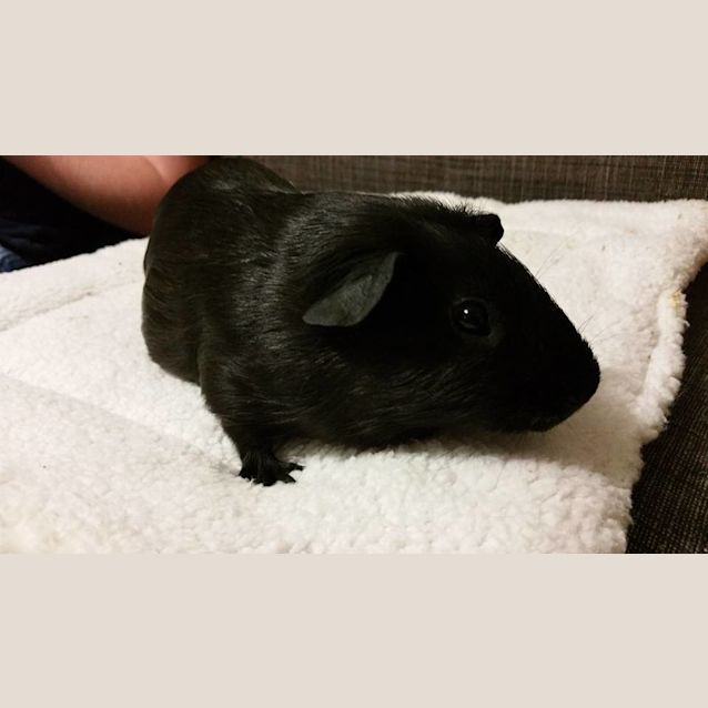 Photo of Padmae & Leia