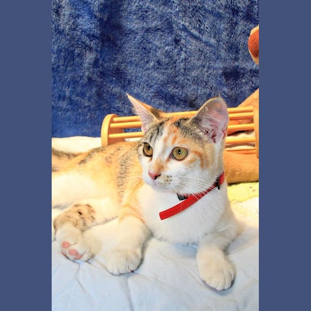 Photo of Piper