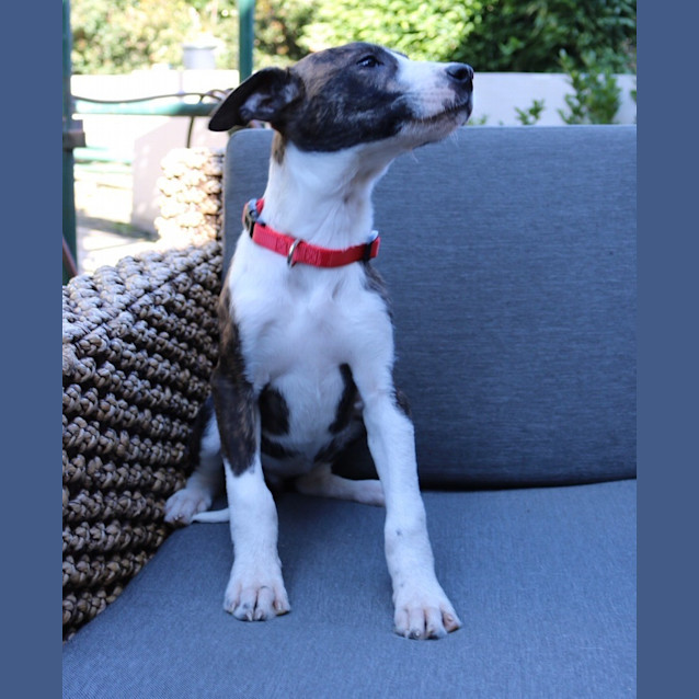 Photo of Bella