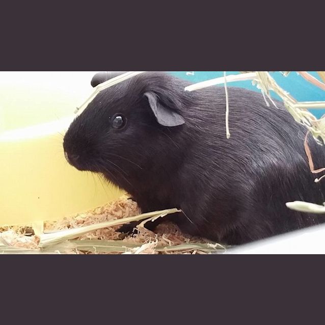 Photo of Padmae & Leia