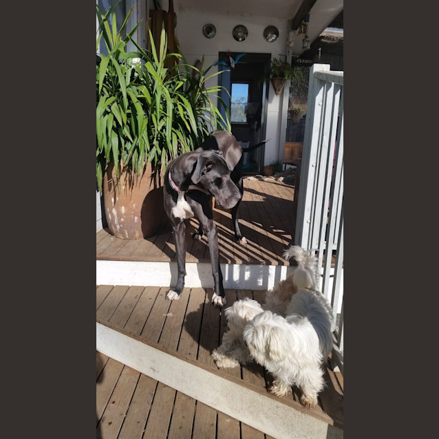 Photo of Scoobie Dee (Nsw)