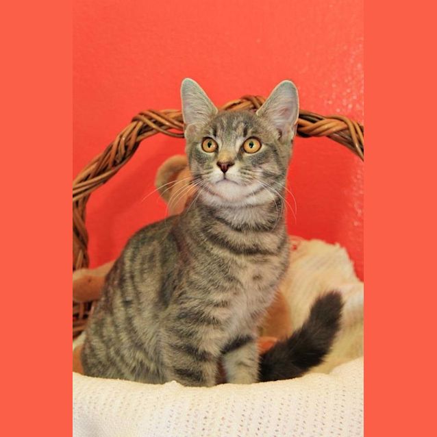 Photo of Maple