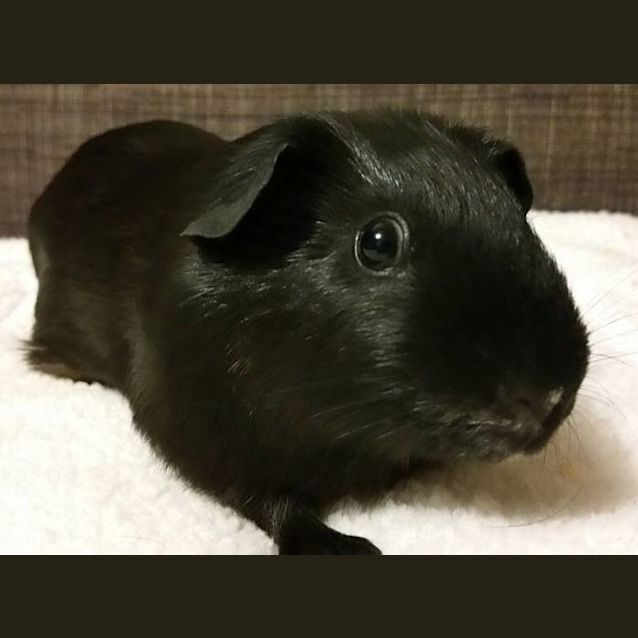 Photo of Padmae & Leia