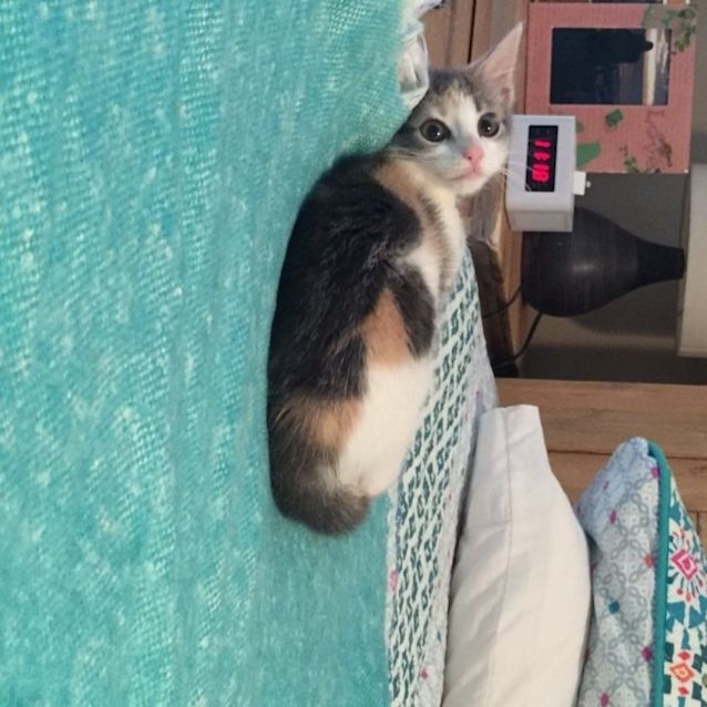 Photo of *** Lilly ***