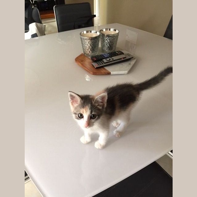 Photo of *** Lilly ***