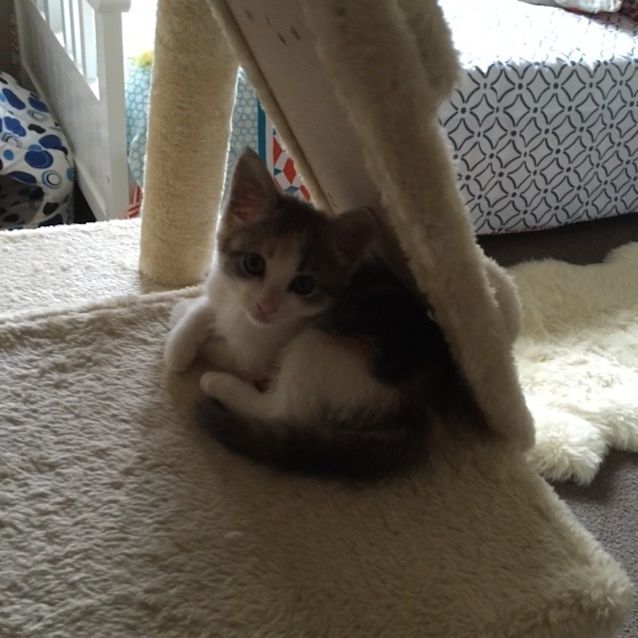 Photo of *** Lilly ***