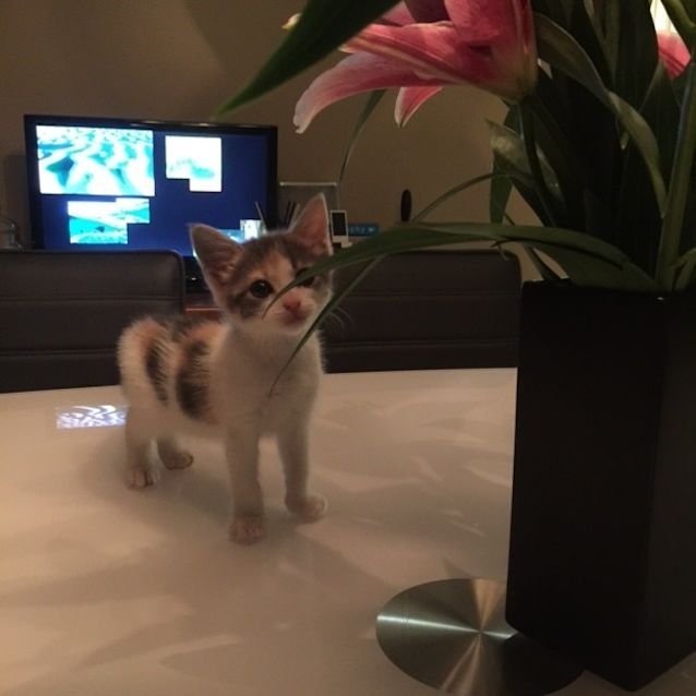 Photo of *** Lilly ***