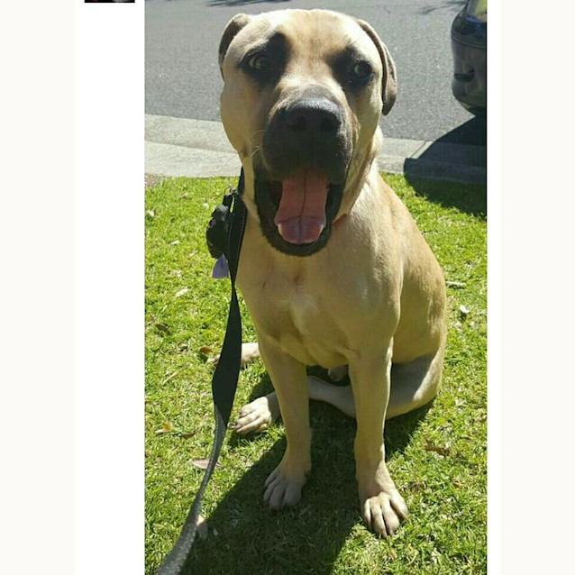 Photo of Churchill The Perfect Companion 