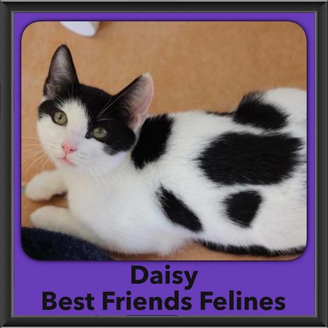 Photo of Daisy