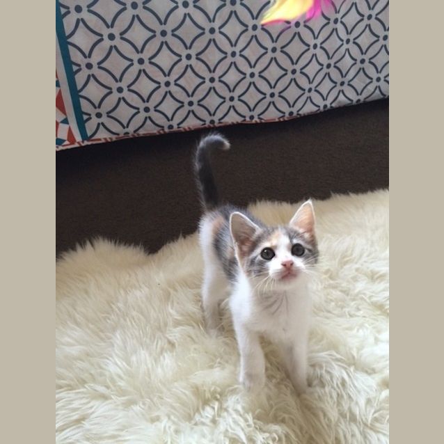 Photo of *** Lilly ***