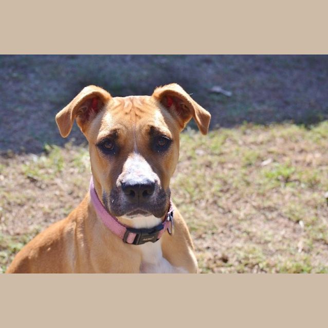 Photo of Tulip