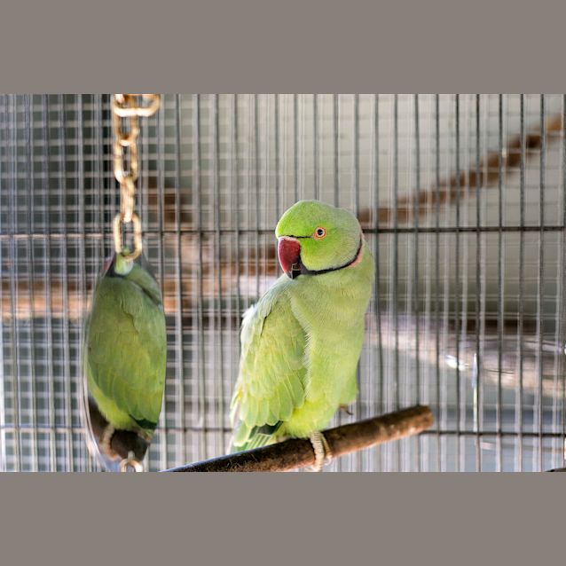 Photo of Greenie
