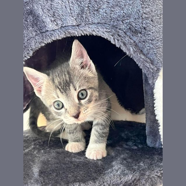 Photo of Monkey And Lemur