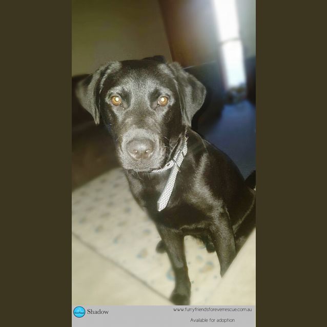Photo of Shadow *•🐶Adopt Me🐶•*