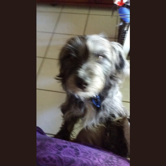 Photo of Toto