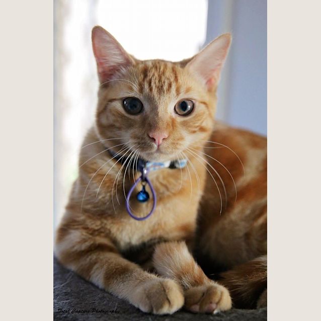 Photo of Peach 