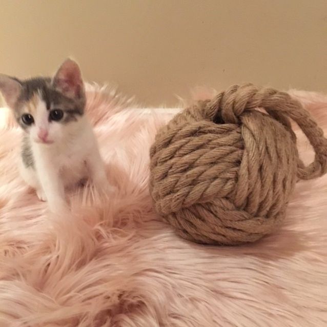 Photo of *** Lilly ***