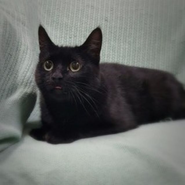 Photo of Sooky