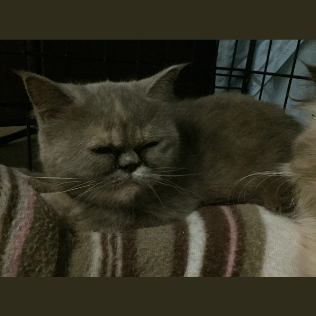 Photo of Fleur @ The Pet House, Erina