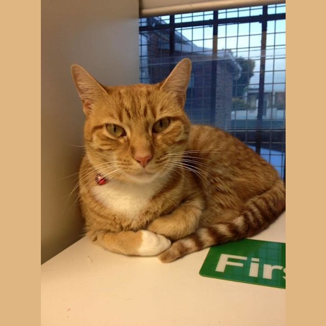 Photo of Mischievous Miss Marmalade