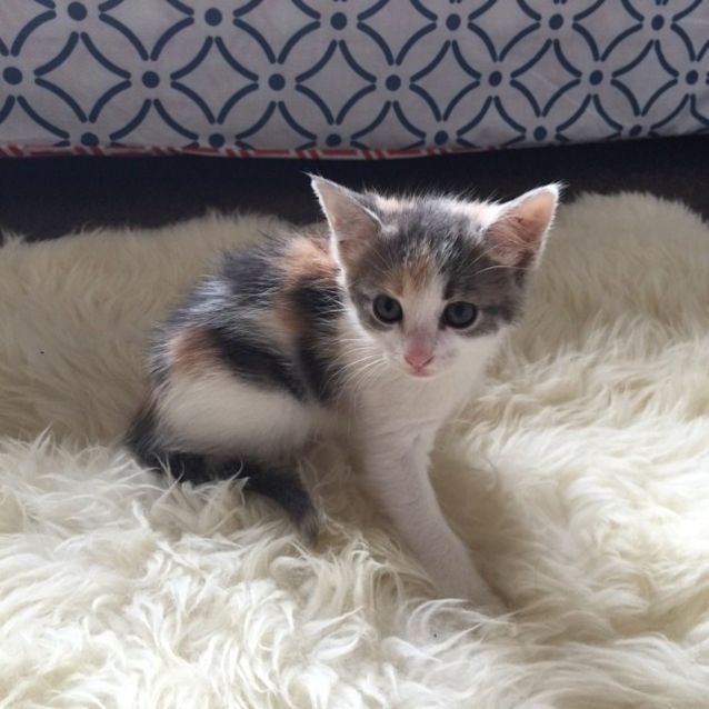 Photo of *** Lilly ***