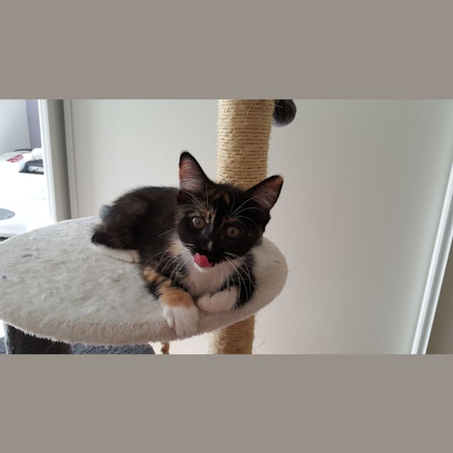 Photo of Tiramisu