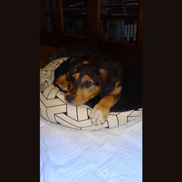 Photo of Violet