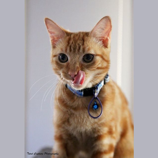 Photo of Peach 