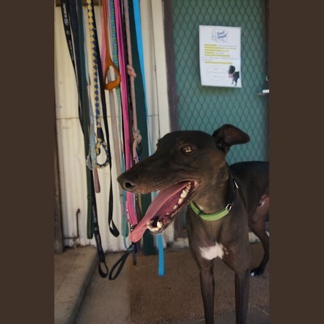 Photo of Lui (Green Collar)