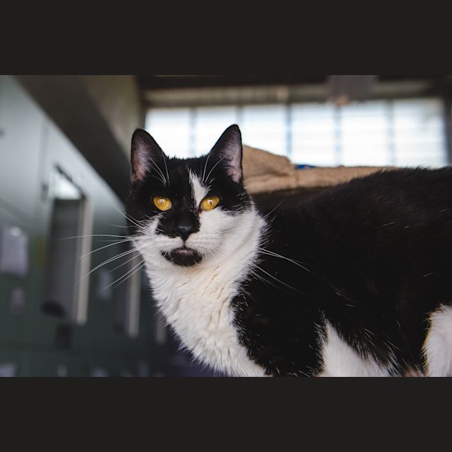 Photo of Birdie