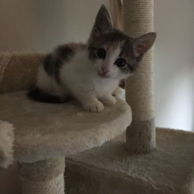 Photo of *** Lilly ***